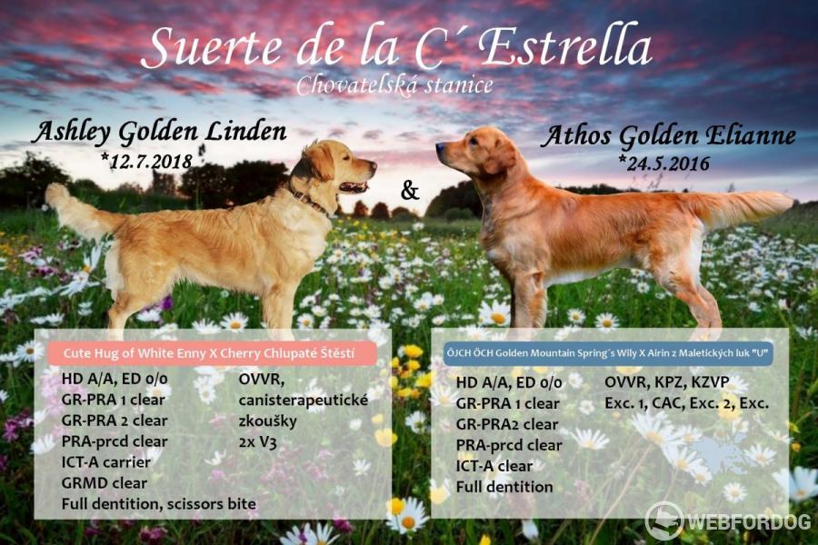 Ashley Golden Linden a Athos Golden Elianne