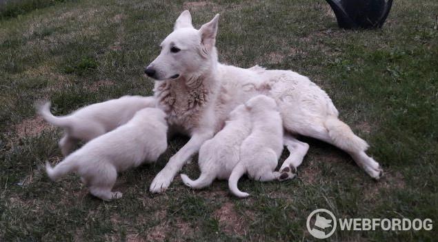 Matka so šteniatkami