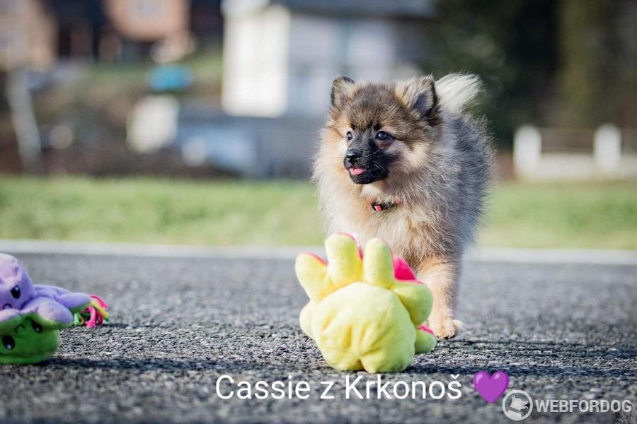 Cassie z Krkonoš