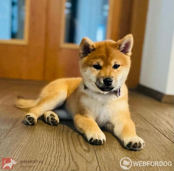 Shiba-Inu