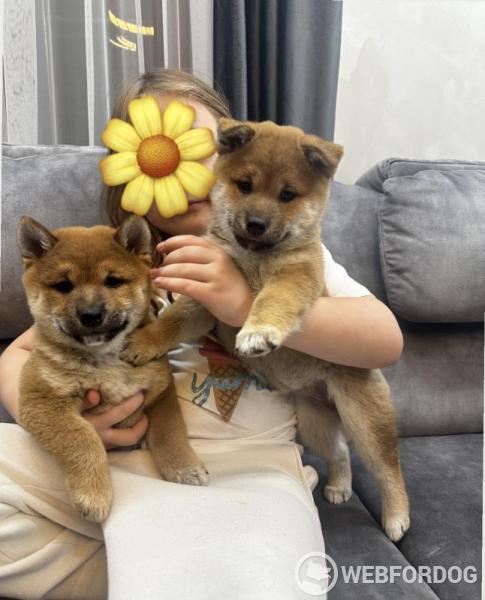 Shiba-Inu