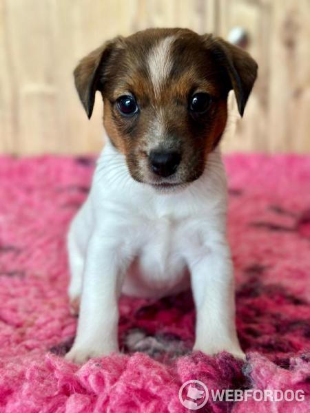 Jack Russell Teriér