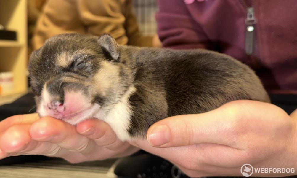 Welsh Corgi Pembroke