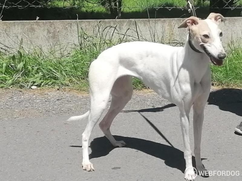 Whippet