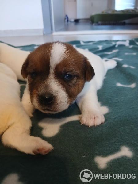 Jack Russell Teriér