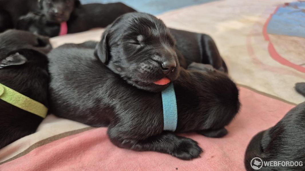 Flat Coated Retriever