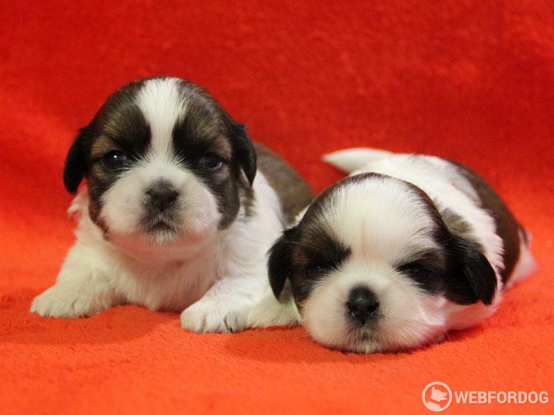 Shih-tzu
