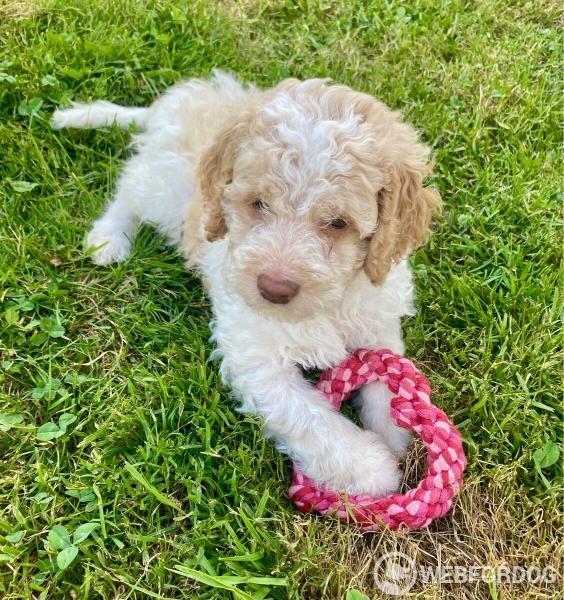 Lagotto Romagnolo