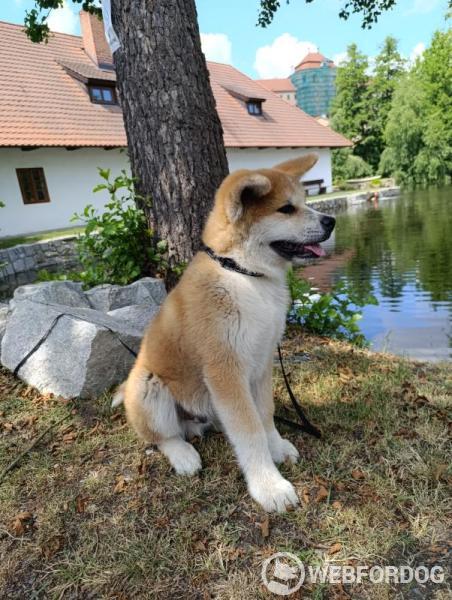 Akita-inu
