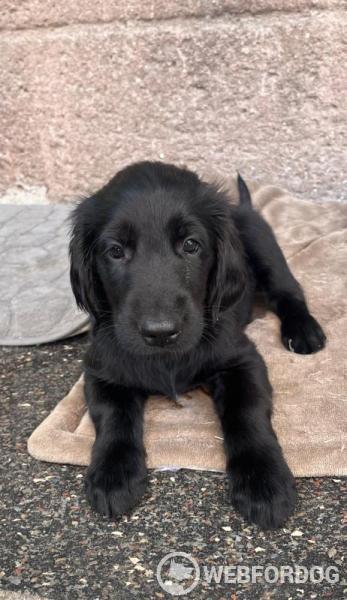 Flat Coated Retriever