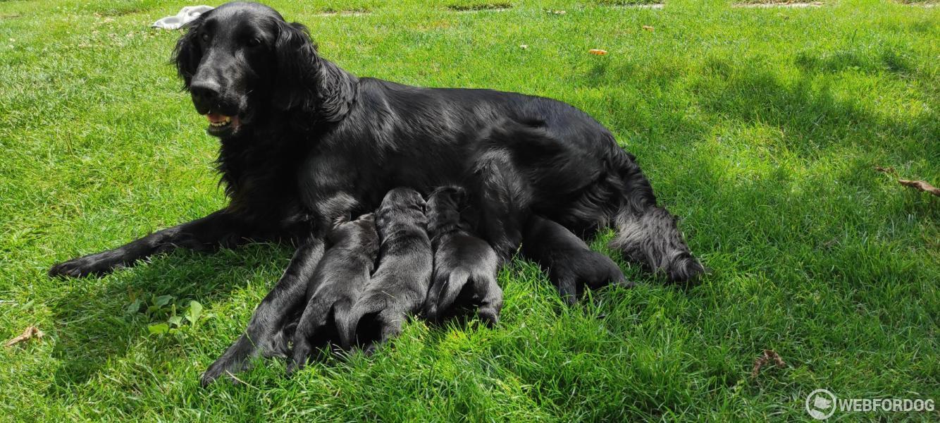 Flat Coated Retriever