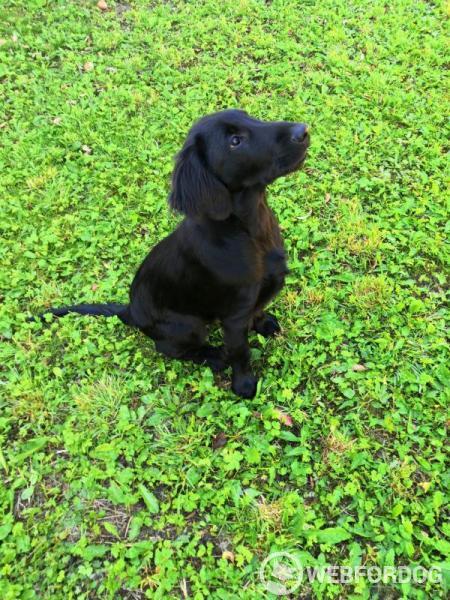Flat Coated Retriever