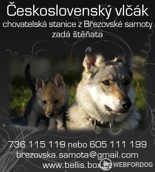Československý vlčák