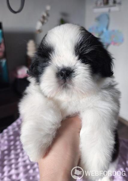 Shih-tzu