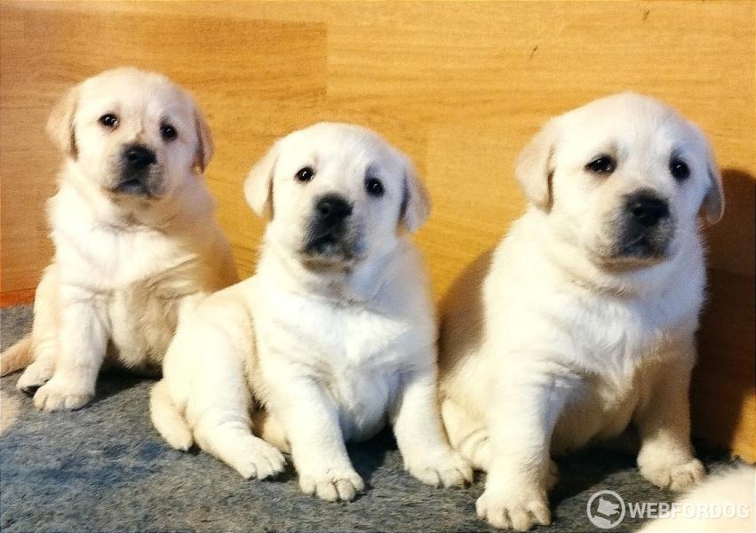 Labradorský retrívr