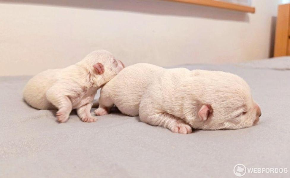 West Highland White Terrier