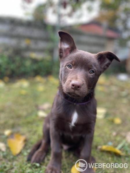 Australská kelpie