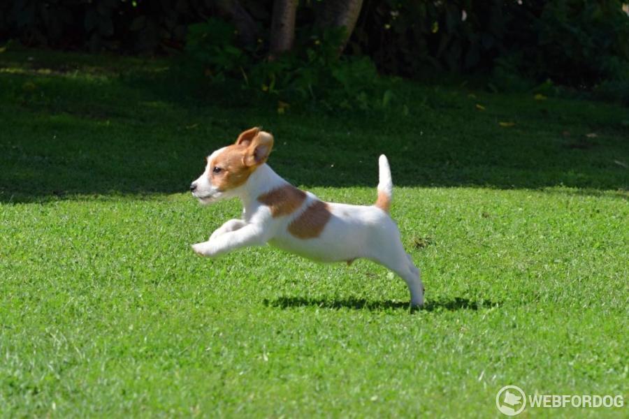 Jack Russell Teriér
