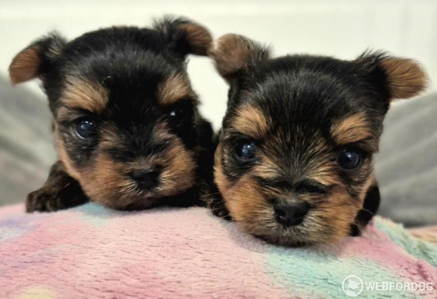 Yorkšírský teriér