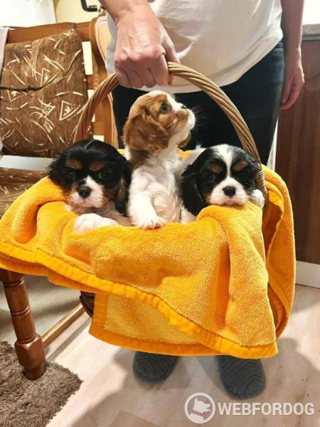 Kavalír King Charles španěl