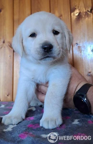 Labradorský retrívr