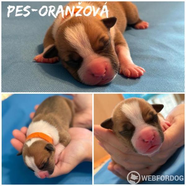 Americký stafordšírský teriér