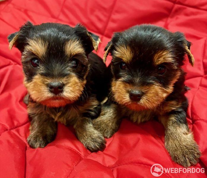 Yorkšírský teriér