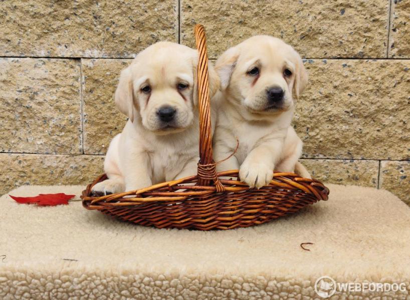 Labradorský retrívr