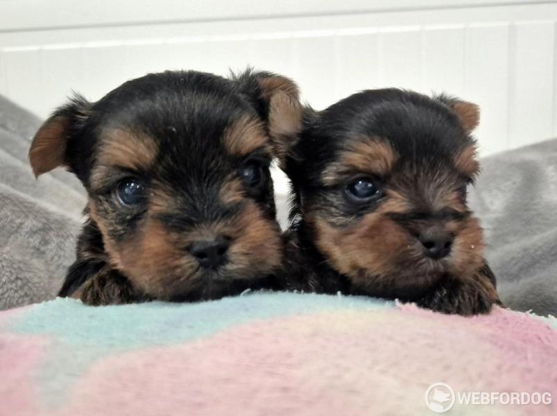 Yorkšírský teriér