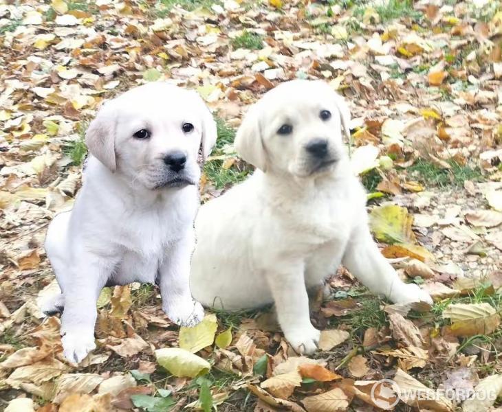 Labradorský retrívr