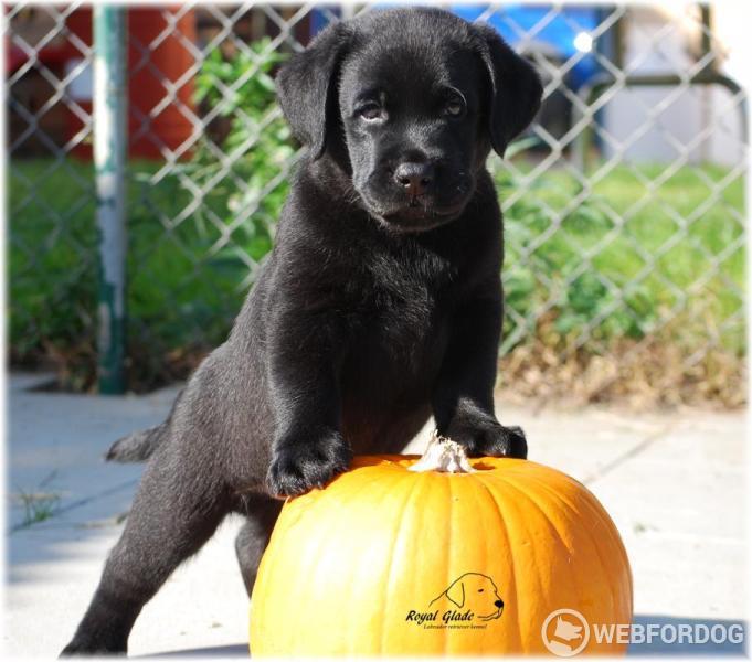 Labradorský retrívr