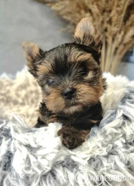 Yorkšírský teriér