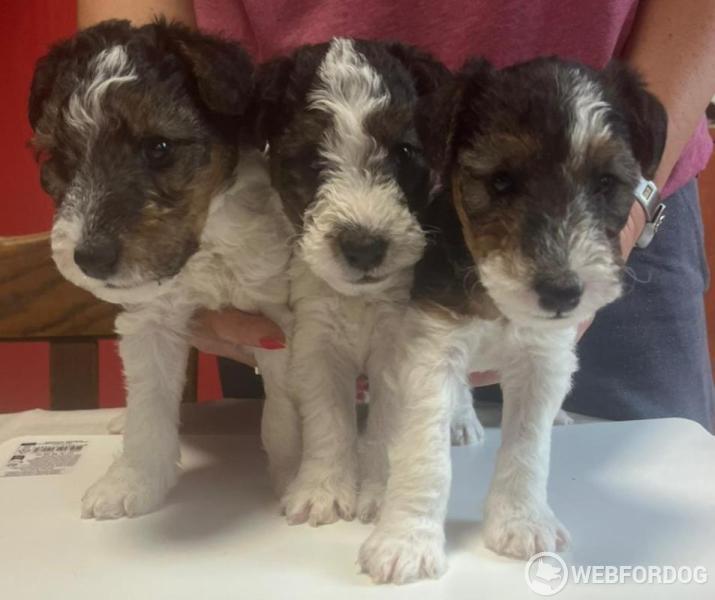 Foxteriér drsnosrstý