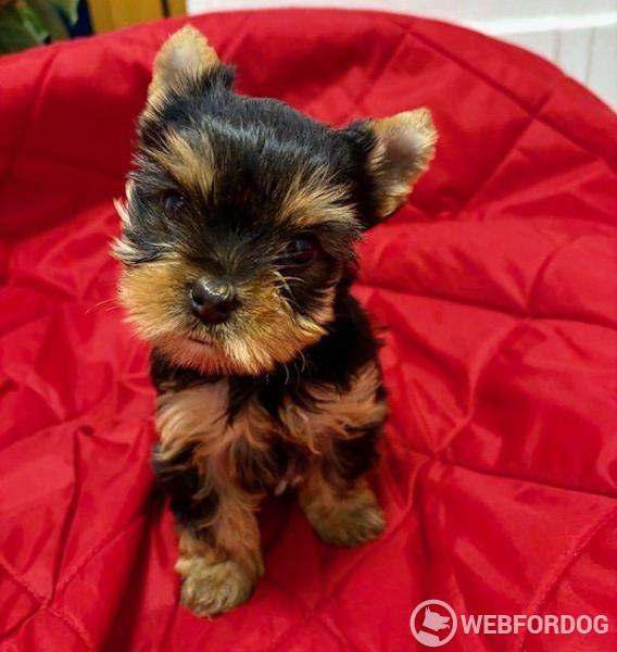 Yorkšírský teriér