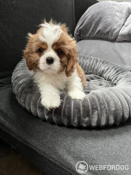 Kavalír King Charles španěl