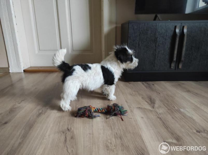 Jack Russell Teriér