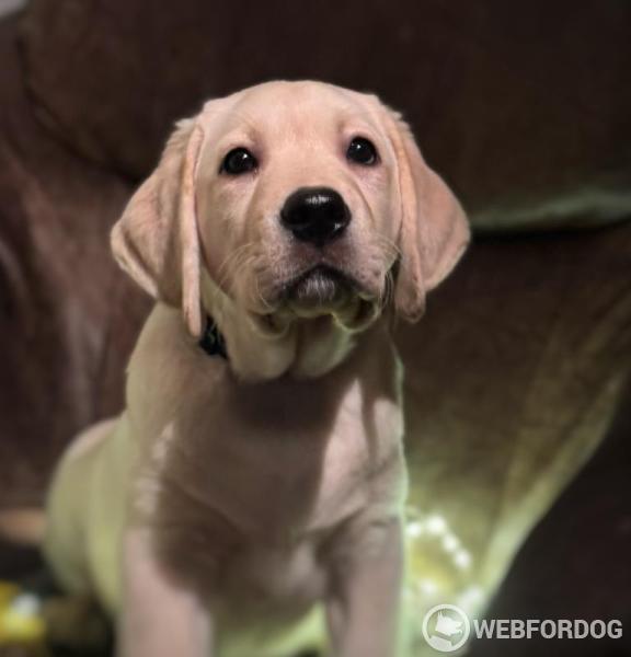 Labradorský retrívr