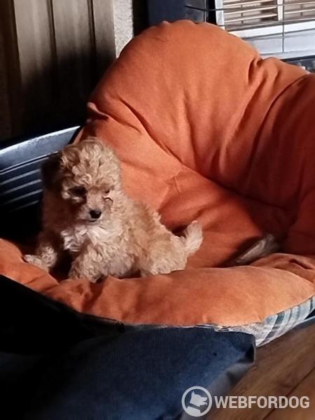 Ruská barevná bolonka