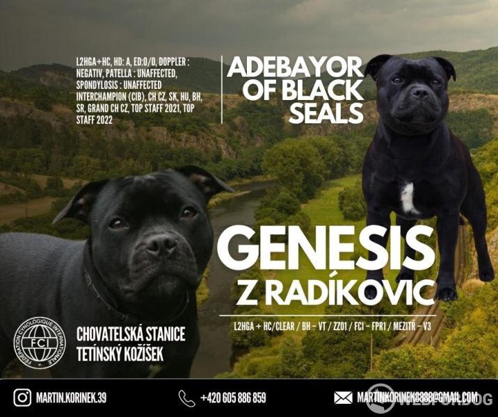 Stafordšírský bulterier