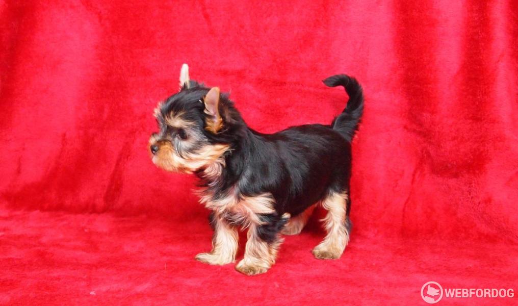 Yorkšírský teriér