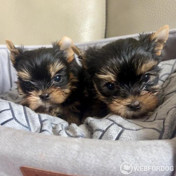 Yorkšírský teriér