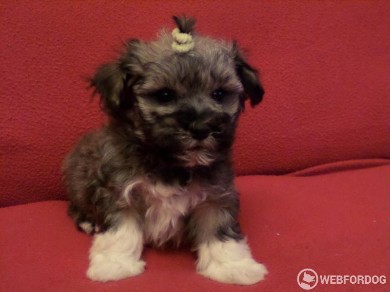 Ruská barevná bolonka