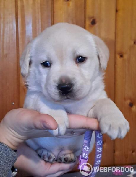 Labradorský retrívr