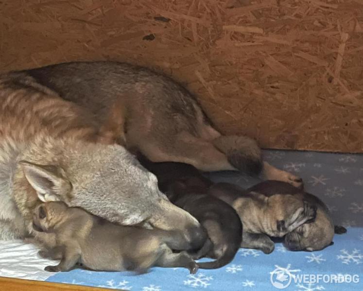 Československý vlčák