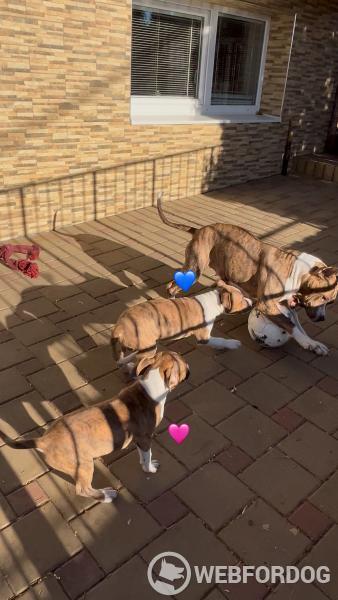 Americký stafordšírský teriér