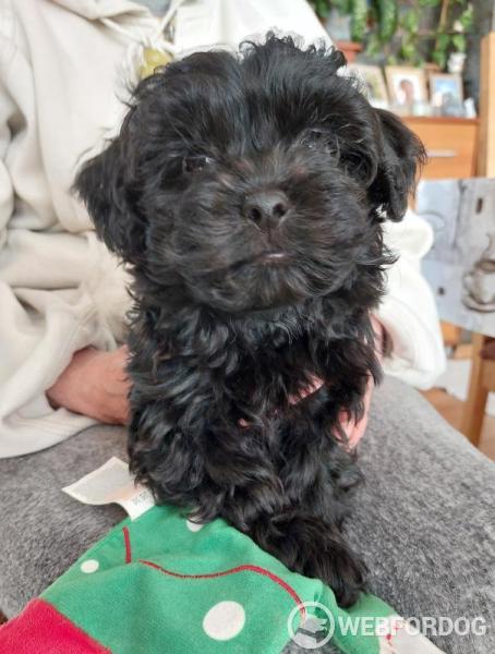 Ruská barevná bolonka