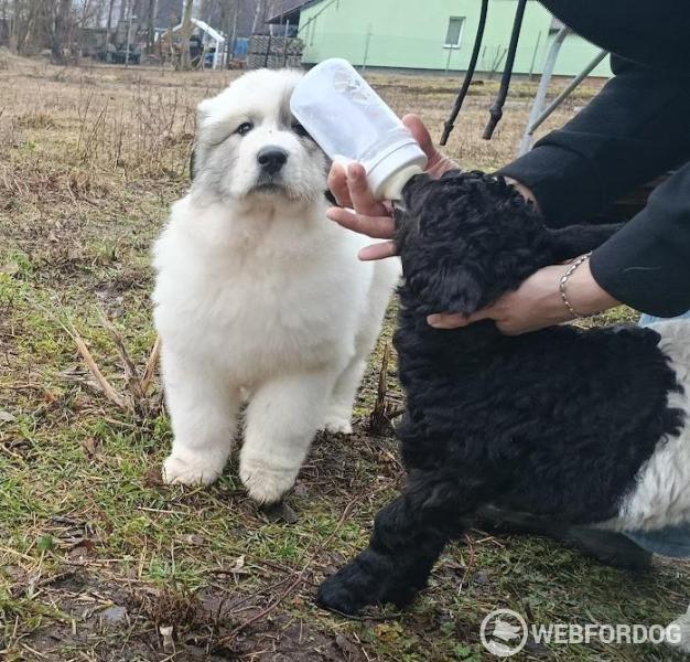 Pyrenejský horský pes