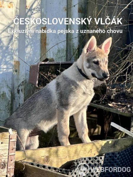 Československý vlčák