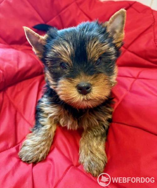 Yorkšírský teriér