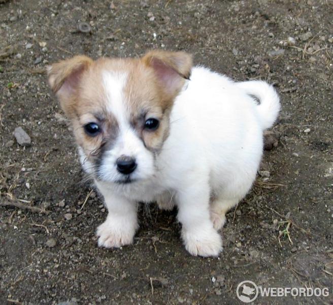 Jack Russell Teriér